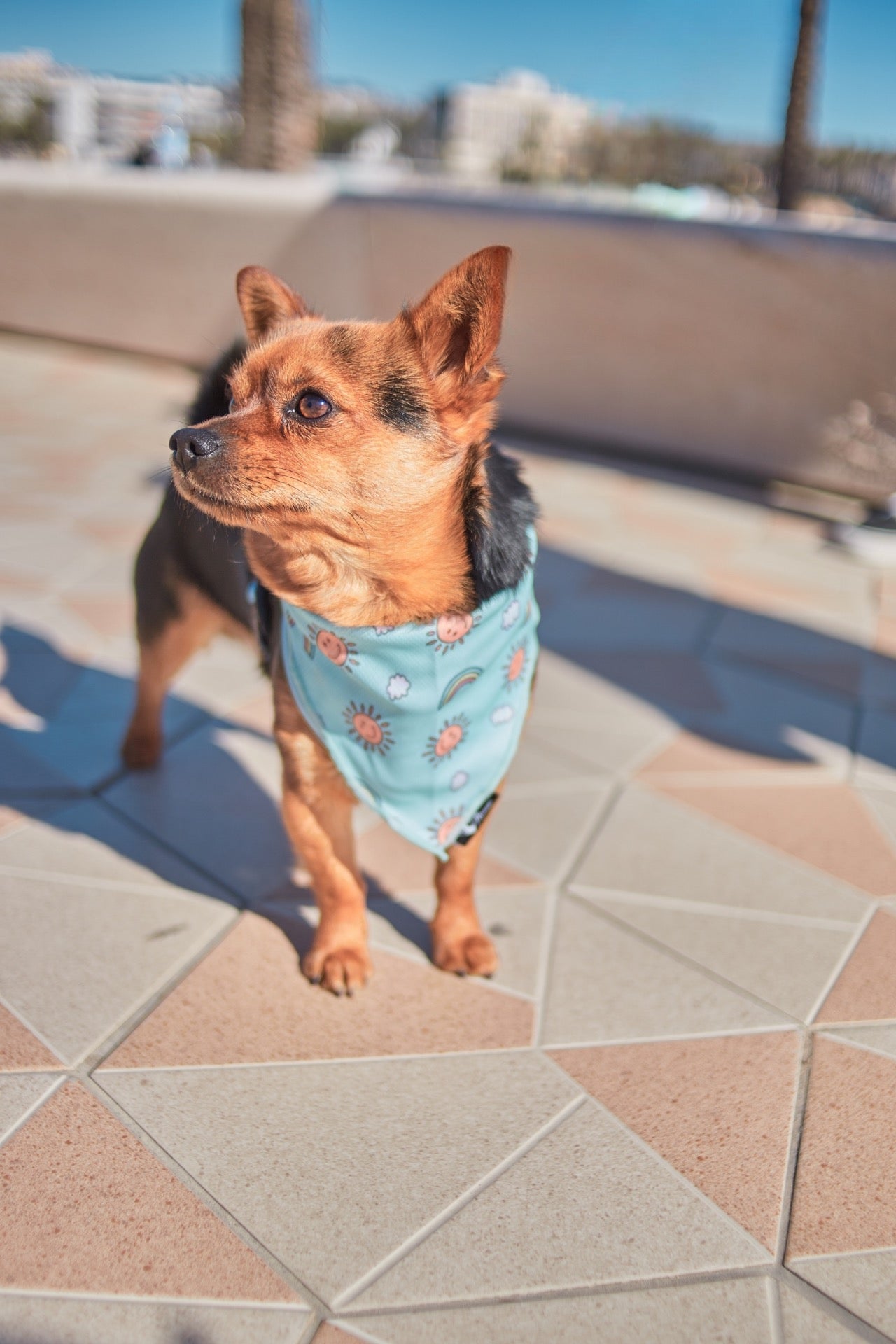 Bandana para perro – Diseño exclusivo colección Happy sun | Manawi