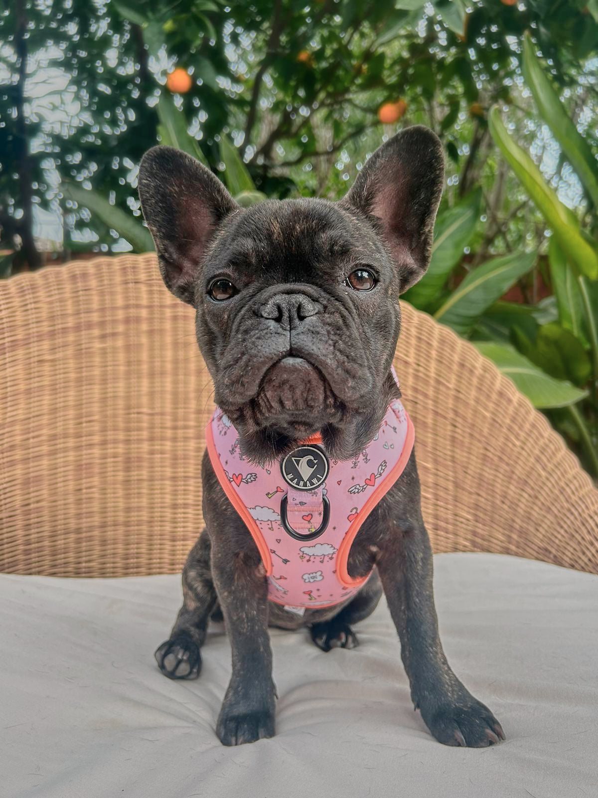 arnés perro ajustable Lovers